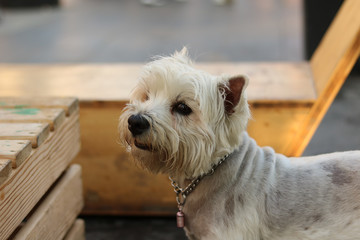 yorkshire terrier on a black background