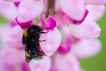 Closeup of a bee on a lupine flower