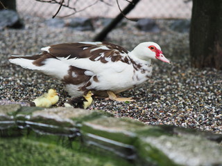 Warzenente mit Küken