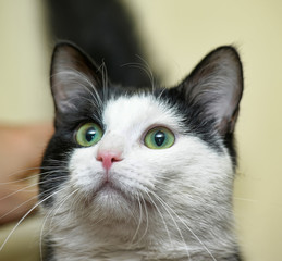 black and white cat portrait