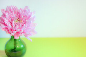 A fresh, pink chrysanthemum flower in a small green vase against a lime-green and white background, with copy space