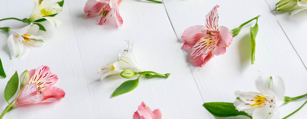 Spring background with alstroemeria flowers. Pink and white flowers close-up on a light background. Flat lay, top view.