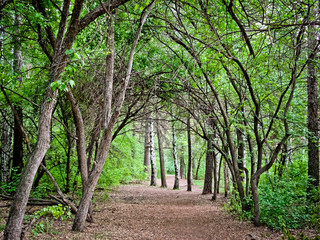 Trail in the deep forest. Hanging tree branches over a path. Arch of tree branches over the trail. Gloomy grove.