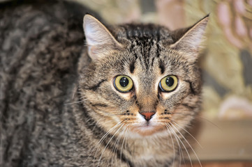 cat with a scared tense look