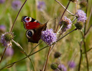 Peacock Butterfly