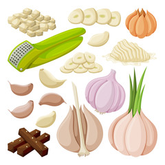 Vector illustration garlic on white background . Isolated cartoon set icon food of onion . Vector cartoon set icon garlic.