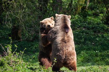 Wrestling Bears
