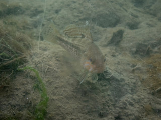Black Sea Bass