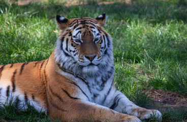 Resting Tiger