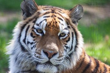 Fototapeta na wymiar Male Tiger