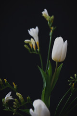 Bouquet di tulipani e fiori bianchi - fiori in vaso - sfondo scuro