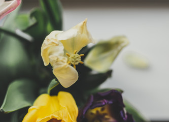close up section of a white tulip with peculiar stigma