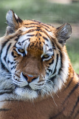 Siberian Tiger