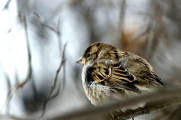 sparrow on branch