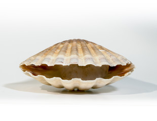 Fototapeta na wymiar closeup of a seashell on a white background. Isolated scallop.Pecten jacobaeus.