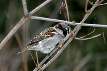 sparrow on branch