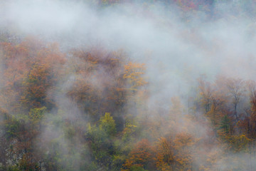 Colorful tree tops in dense thick fog