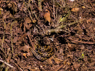 snake in the forest
