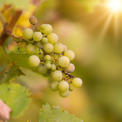 Green grape clove hanging on wine plant