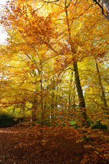 a beautiful beech tree wood in golden autumn colours 