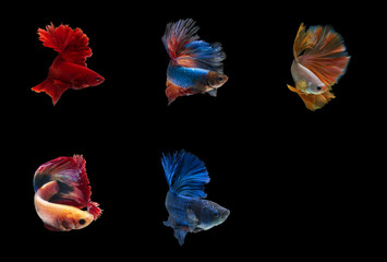 Turning action of  mixed species Fighting fish