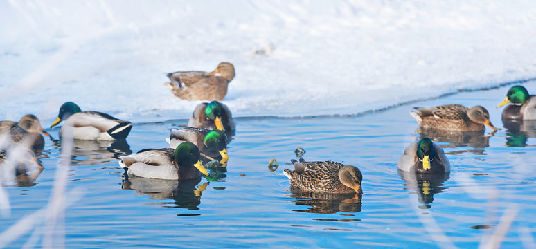 Wild ducks on the water in the winter season. The observation of wildlife.