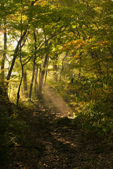 Obraz premium 林に差込む光り