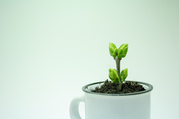 plant in pot isolated on white background