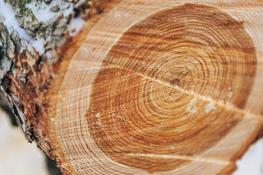 a cut of a sawn round tree, a view of the annual rings at the cut