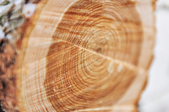 a cut of a sawn round tree, a view of the annual rings at the cut