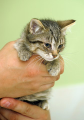 little sick kitten in the shelter © Evdoha