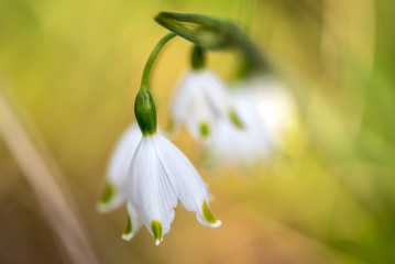 Obraz premium Märzenbecher