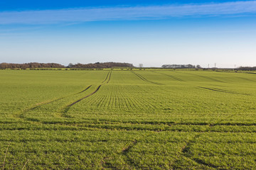 Fototapeta na wymiar Panoramic view across young corn field in rural farm