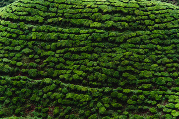 tea plantage malaysia growing tea the bushes