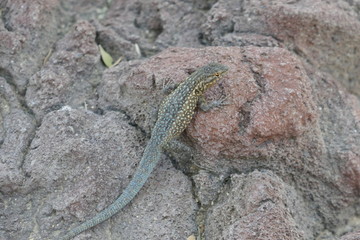 blue lizard in Palm springs