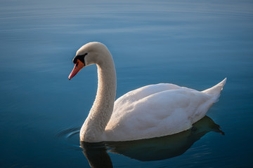 Majestic white swan on Lake in beautiful evening light