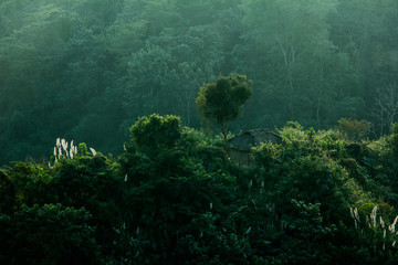 My hometown green view