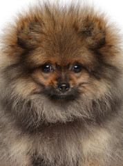 Close-up of a Spitz puppy