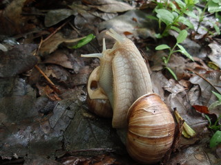  snails lovers
