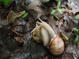 snails lovers