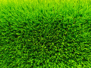 Beautiful green grass background texture and environment concept, green field garden