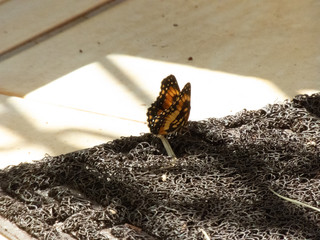 taking advantage of the sunny day to photograph some butterflies