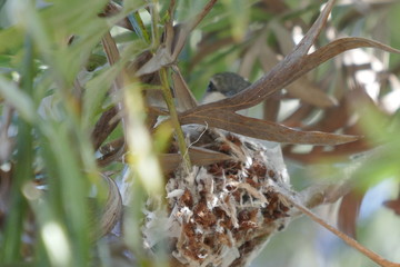 Hummingbird nest