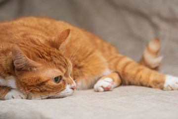 Fototapeta na wymiar Homemade ginger frightened cat photographed in studio close-up.