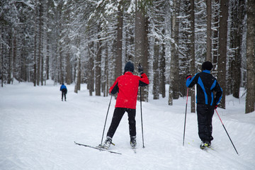 Skiing in the winter forest. Winter leisure and recreation. Cross country Skilling.