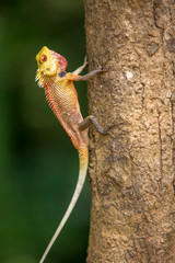 lizard on a tree