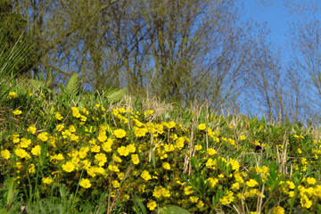 Creeping cinquefoil (Potentilla reptans) or European cinquefoil or creeping tormentil, a plant in the rose family Rosaceae with yellow heart-shaped petals, creeping plant native to Eurasia