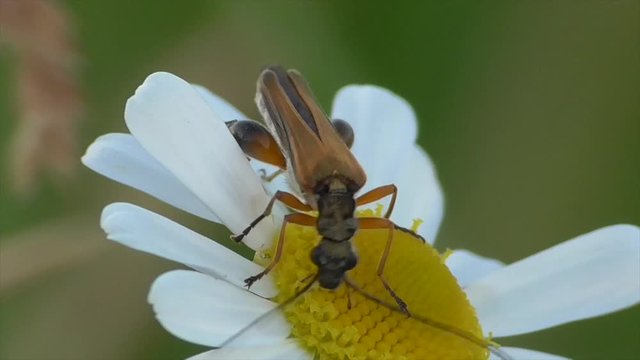 Echter Schenkelbock (Palopus fenioratus) beimm Bl&uuml;tenbesuch