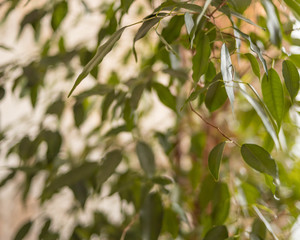 a houseplant that has many small leaves