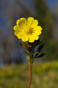 Creeping cinquefoil (Potentilla reptans) or European cinquefoil or creeping tormentil, a plant in the rose family Rosaceae with yellow heart-shaped petals, creeping plant native to Eurasia